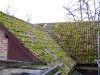Before roof cleaning - if bacteria on the roof are left untreated it is soon followed by the growth of lichen and moss